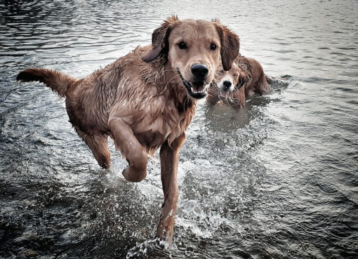 Warum nasse Hunde stinken