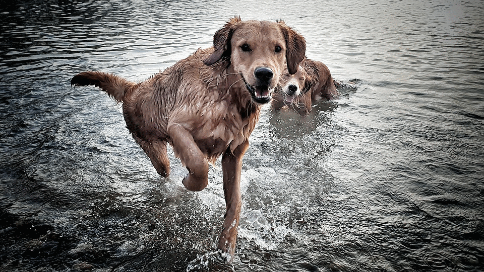 Warum nasse Hunde stinken