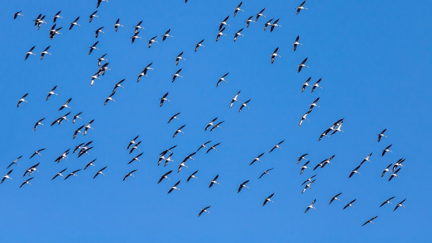 Wildgänse auf dem Weg nach Süden