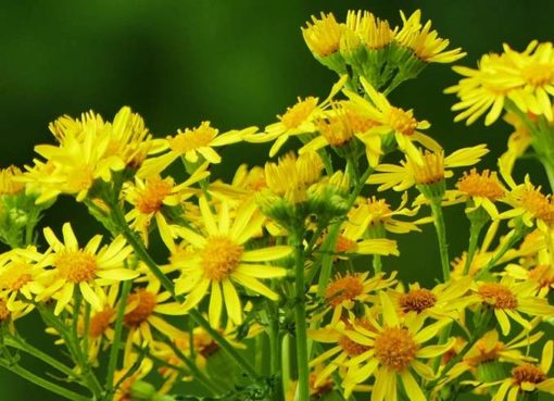 Jakobs-Kreuzkraut (Senecio jacobaea)