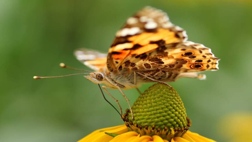 Distelfalter (Vanessa cardui)