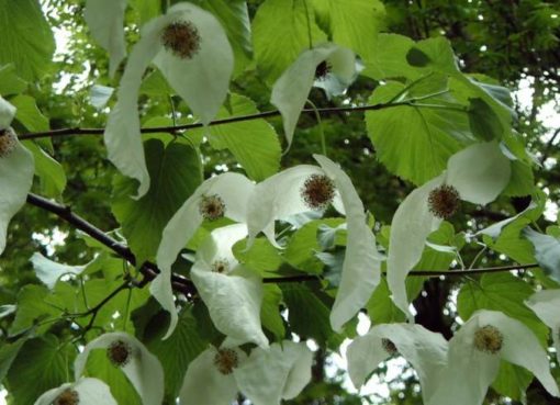 Taschentuchbaum