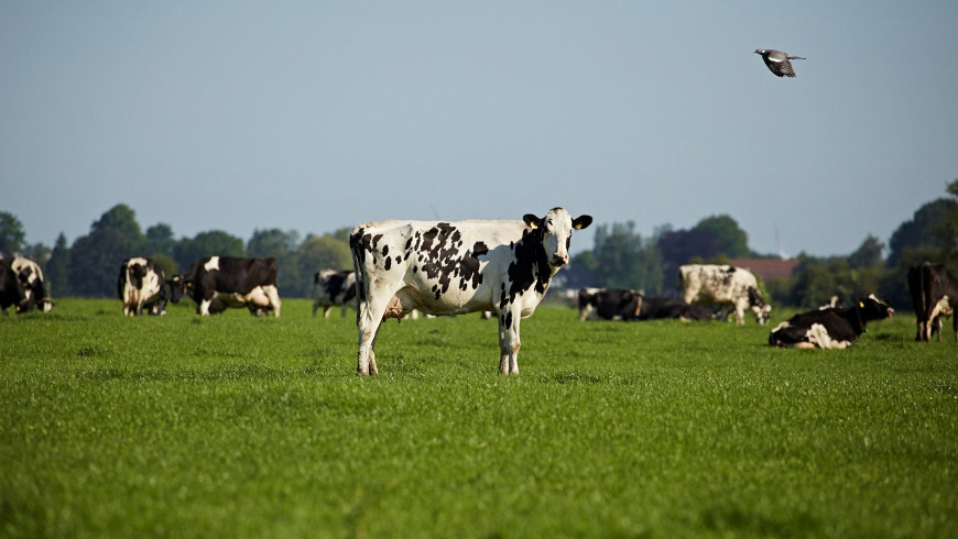 Milchkühe in Friesland