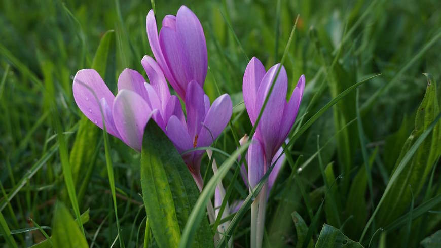 Herbstzeitlose (Colchicum autumnale)