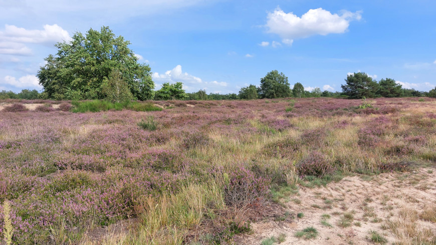 Die Döberitzer Heide blüht