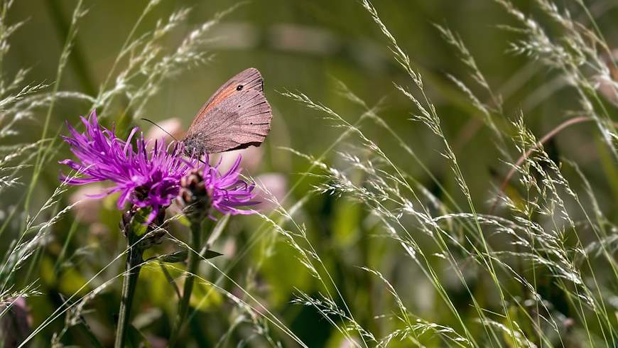 Artenschutz im Garten