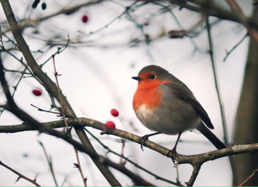 Unser in Europa lebendes Rotkehlchen (Erithacus rubecula)