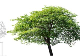 Baumkronenvolumen und Klimabilanz