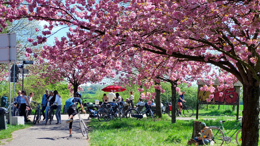 Trubel an der TV Asahi Kirschblütenallee zu Ostern - Foto: © Amina Mendez, Steglitz-Zehlendorf Zeitung