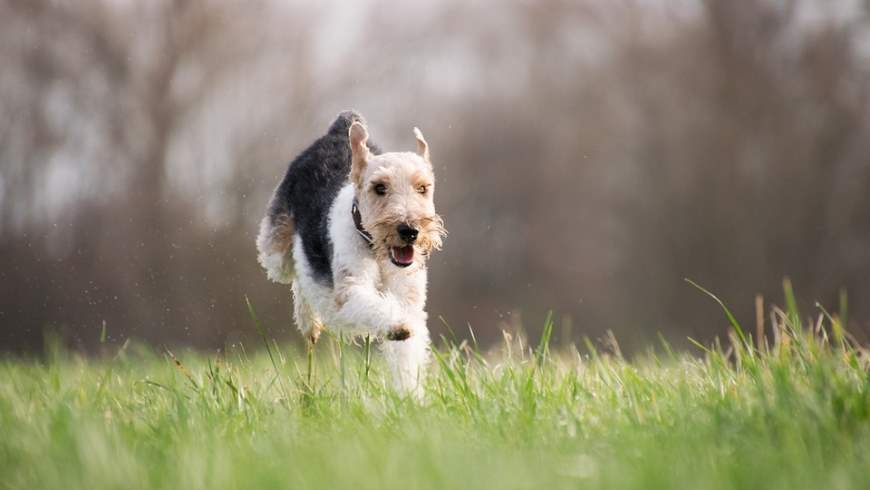 Hundefreilaufgebiet