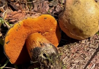 Netzstieliger Hexenröhrling