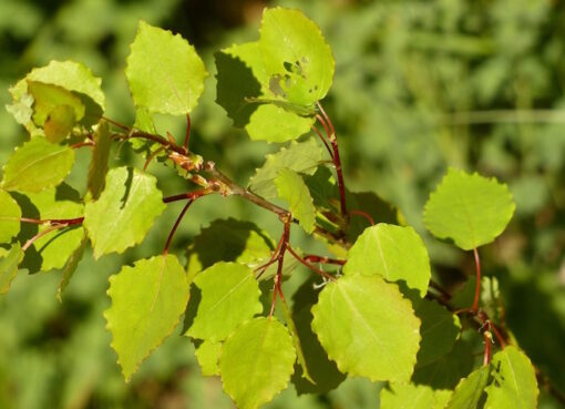 Zitterpappel ( Populus tremula