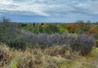 Schlehensträucher im Freizeitpark Marienfelde