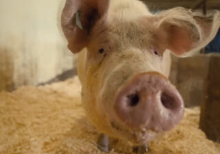 „Was passiert, wenn Schweine einfach leben dürfen?“ - Screenshot: © Youtube-Video Der Tierarzt - Dr. Karim Montasser