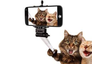 Katzenselfie - das neue Pressefoto