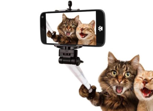 Katzenselfie - das neue Pressefoto