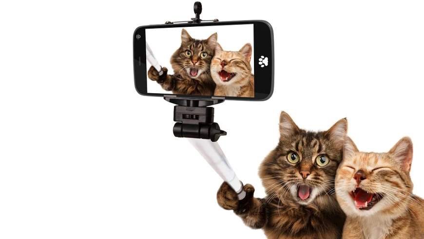Katzenselfie - das neue Pressefoto